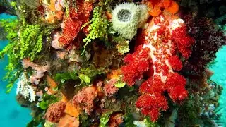 Snorkeling Alor. Bakalang Pier and its Housereef. Pulau Pantar. Nusa Tenggara. Indonesia. June 2022