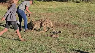 Ann Van Dyk Cheetah Centre Visit