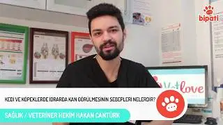 Kedi ve Köpekte İdrarda Kan Görülmesinin Sebepleri