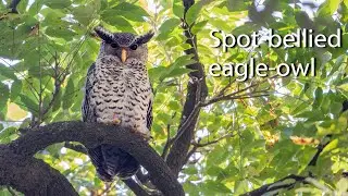 Spot bellied eagle owl. North India.