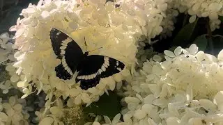 White Admiral Butterfly Drinking Nectar From The Hydrangea Flowers
