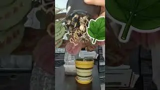 Пересаживать или нет!? Маранта (молитвенное растение) 🌿 #здоровье #хобби #комнатныерастения #шорты