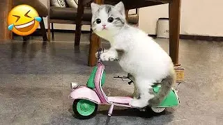Get ready for funny cats and dogs that will crack you up! 🤣