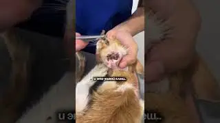 Копируй и вставляй на WB #WW146371 ушные капли 🐾 #рекомендации #кошки