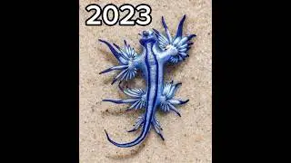 blue sea dragon 🐉 2023 vs 5000bce#shorts