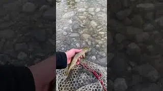 Spinning trota fario ,pesca in torrente 2023