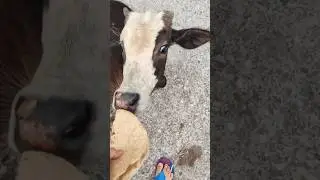 Stray Cows 🌺 #feeding #animals #cow #dog #cat #street #love #shorts