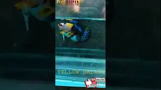 YELLOW GALAXY BETTA FISH