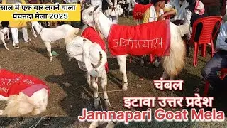 चंबल पंचनदा मेला 2025|इटावा उत्तर प्रदेश ||Hansa/Jamnapari Goat Mela|| मेला Live Update|@KMCGoatfarm