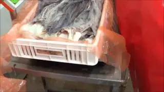 CHPL Seafood Holding