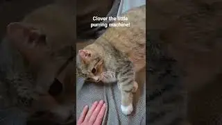 #turnupthevolume #cutecat Clover is a purring machine!