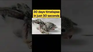 30 days timelapse in just 30 seconds @ITZAVIARY