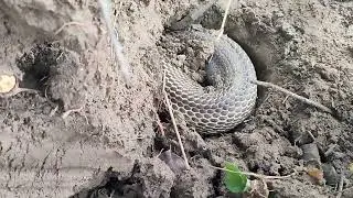 Dalawang jumbo cobra