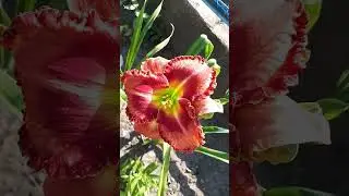 #daylily #flowers #garden #plants #perennial #beautiful #shorts #summer #лилейник #клумба #сад #лето