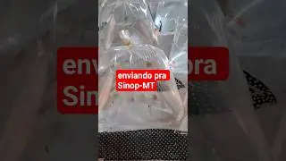 enviando pra Sinop-MT #guppy #kinguio #molinesia #foryou #reidosguppy