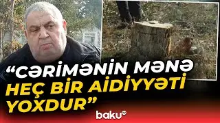 Gəncədə nadir ağaclar kəsildi | Təbiətə bu qədər ziyan dəydi - Baku TV
