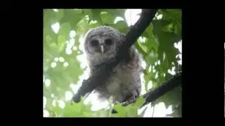 The Little Owl Song