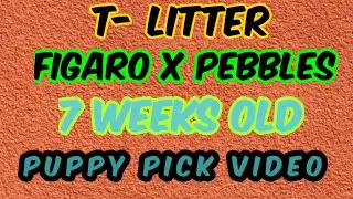 T litter 7 weeks Cane Corso Puppies