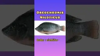 Nile tilapia classification and commentary