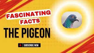 Fascinating Facts - Pigeons, The Urban Bird