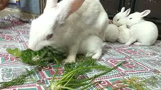 Funny and cute activities of cute rabbit#rabbit #cutebunny