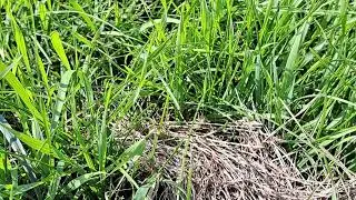 Marsh Meadow Grasshopper
