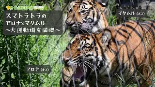 【東山動植物園公式】アロナとマクムル：大きな運動場を満喫中～少し前から練習をしていました（2025.7.22撮影）～《 スマトラトラ　トラ 》