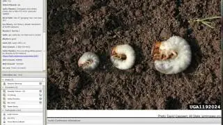 Management of Japanese Beetles and Other White Grubs