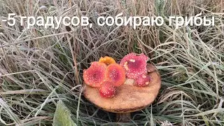 Собираю грибы в - 5 градусов