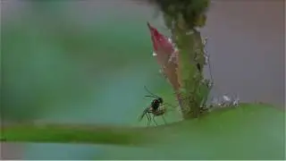 Lightsabre fight Aphidius vs Aphid