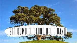 Ser como el Cedro en el Líbano