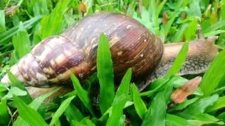 Hamuk (in assam)