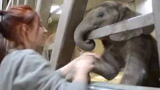 Tierpflegerin im Zoo Halle spielt mit Elefantenkalb