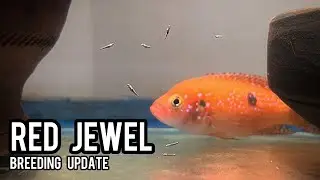 My Red Jewel Cichlid Breeding Update | Exciting Aquarium News in Hindi/Urdu - Imran's World
