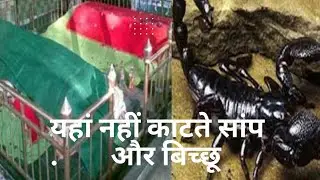 बिच्छू वाली दरगाह अमरोहा / Bichu Wali Dargah Amroha