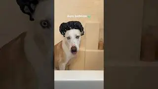Asmr bathtime with Yuki 🛁 #dogshorts #dog #dogmom #petowner #pets #asmr #bathtime #doglover