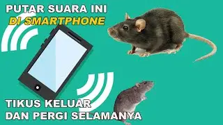 Sudah Terbukti !!! Suara Pengusir Tikus 100% Ampuh