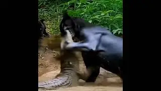 When a mother roars. #animalsvideo #animalfightclub #animalfightsinthewild #motherhood #viralvideo