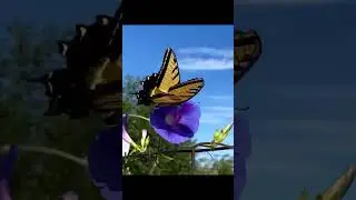 Beautiful Black & Yellow Swallowtail Butterfly 🦋 in Morning Glory Flower Vines
