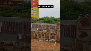 Kolleru Bird Sanctuary 🕊️ || Eluru || Kolleru Lake #kolleru #eluruvlogs #birds #nature #viral #short