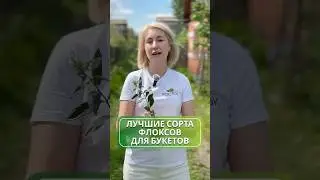 🌸✨ Лучшие флоксы для букетов ✨🌸