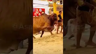 King of Multan ❤️ | HeavyWeight Bachhra Unload in Multan | Naimat Cattle Farm ka Shouq | #shortsfeed
