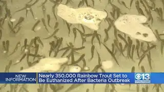 Nearly 350K Rainbow Trout To Be Euthanized After Bacteria Outbreak