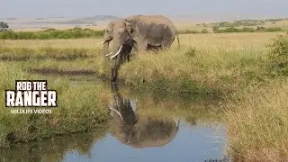 Beautiful Elephant Bulls!! | Maasai Mara Safari | Zebra Plains