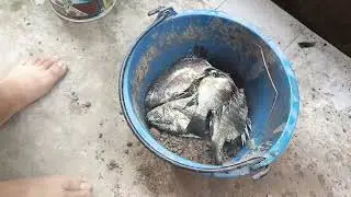 วิธีทำเหยื่อปลาไหลสูตรนี้ต้องลอง