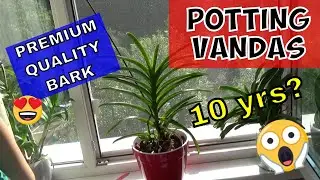 Potting A Vanda Orchid in PREMIUM Bark - Vanda Orchid Care
