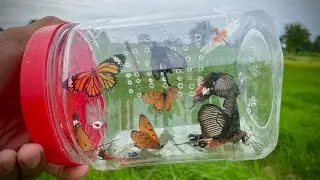 Let&rsquo;s Catch Butterfly Together! Catching Many Insects Butterfly Dragonfly Caterpillar 🐛 
