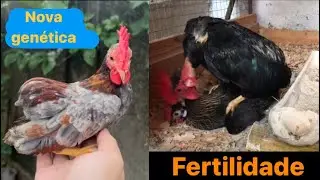 Resultado do cruzamento e novidades no criatório | Mini Garnizé