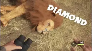 Diamond lion with the 10ga shotgun | The hunter call of the wild
