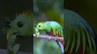 A male resplendent quetzal mocinno)  is eating a wild avocado. #birds #resplendentquetzal